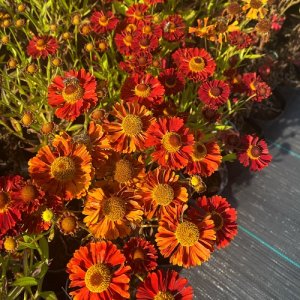 Helénium - Helenium hybrida ´CAN CAN´, kont. C1L